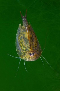 Gill-foot crab