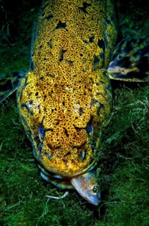 Eel rod