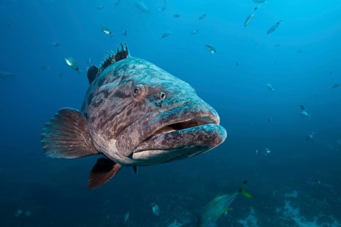 Potato Grouper
