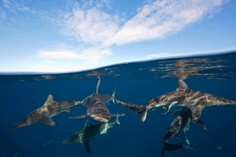 Blacktip Sharks
