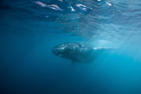Humpback whale