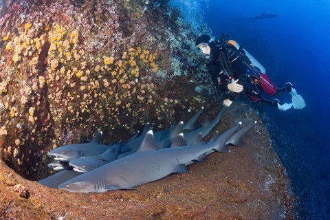 Whitetip Reef Shark