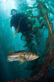 Scuba Diver and Kelp Bass