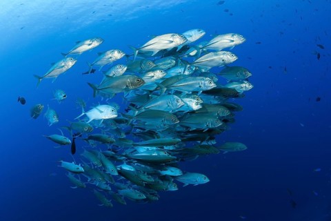 Shoal of bigeye spiny dogfish