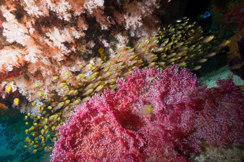 Shoal of glassfish