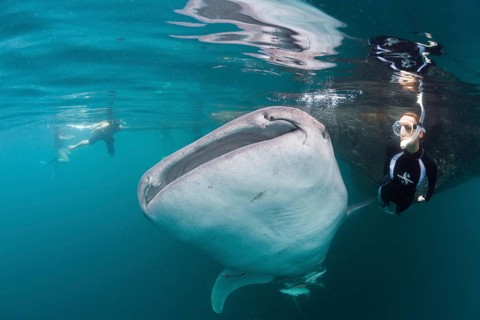 Whale shark