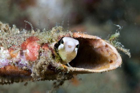 Mimicry sabre-tooth blenny