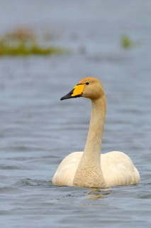 Whooper swan