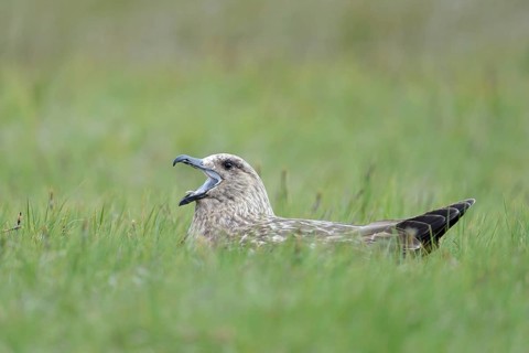 Skua