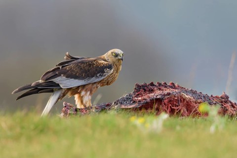 Male marsh harrier