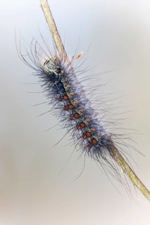 Gypsy moth