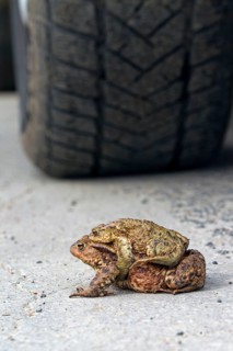 Common toad