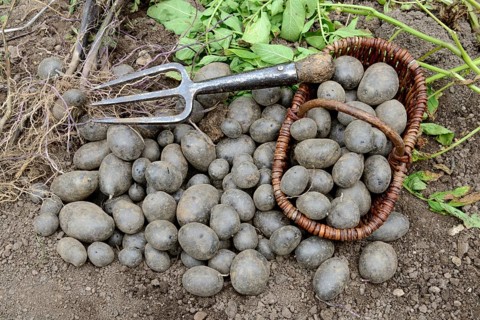 Potatoes