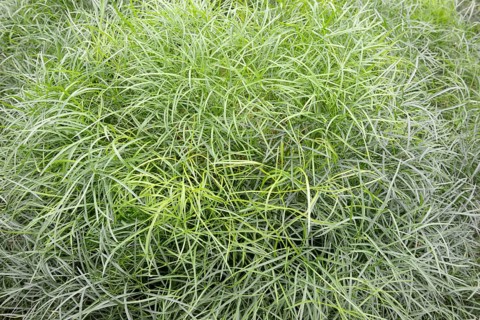Peucedanum officinale