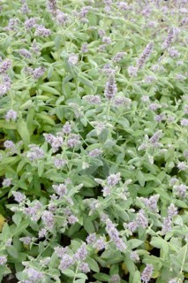 Horse mint