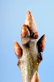Red oak bud