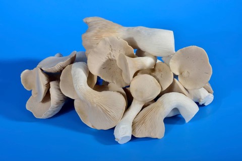 King trumpet mushroom