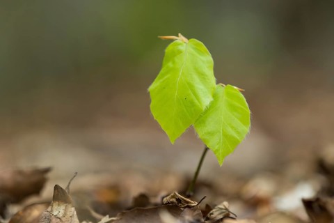 Beech seedling