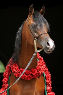 Arabian thoroughbred