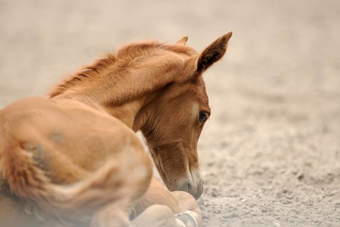 Arabian thoroughbred