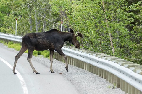 American elk