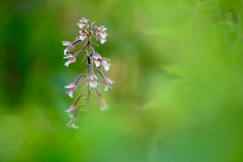 Marsh Helleborine