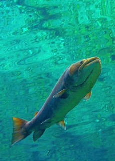 Danube salmon