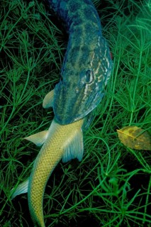 Pike