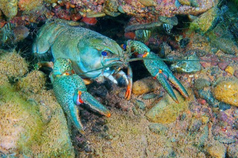European Crayfish