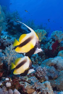Red Sea bannerfishes