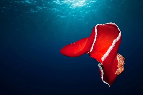 Spanish dancer