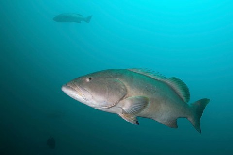 Pacific Goliath Grouper