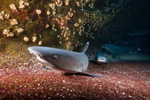 Whitetip Reef Shark