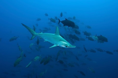 Scalloped Hammerhead