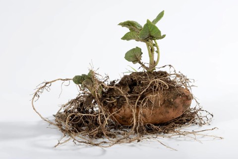 Potatoes
