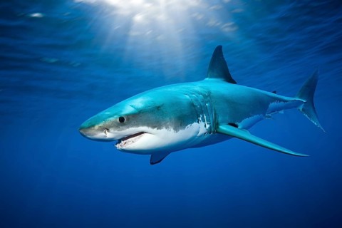 Great white shark