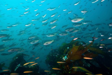 Shoal of swallowtail damselfish