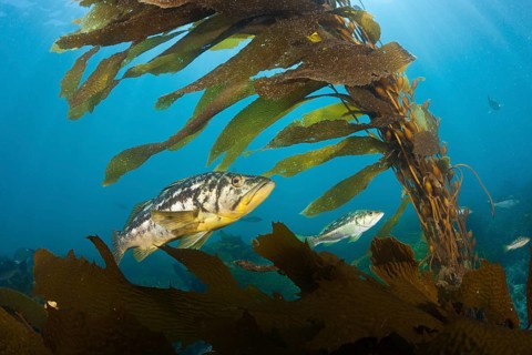 Kelp Bass