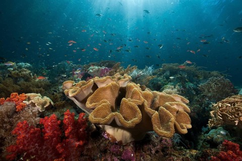 Coral reef with mushroom leather coral