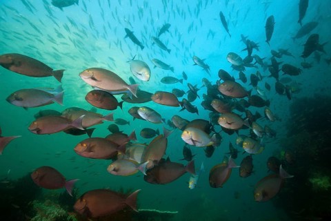 Shoal of grey surgeonfish