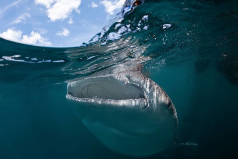 Whale shark