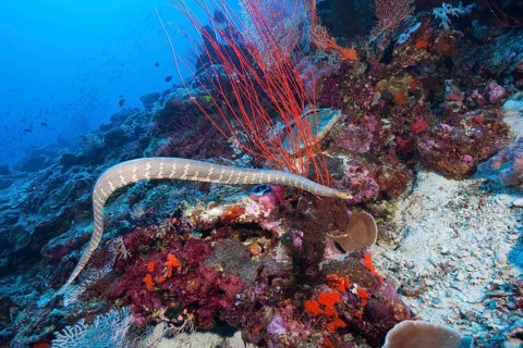 Flat-tailed sea snake