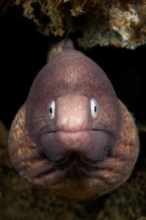 White-eyed moray eel