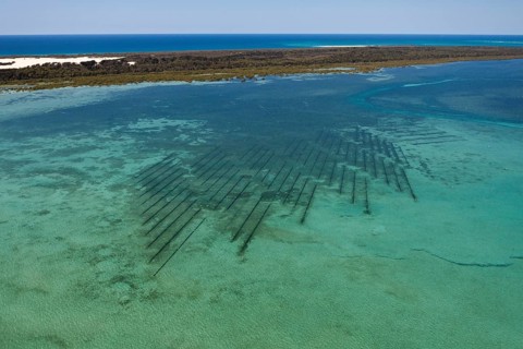 Oyster farm off Moreton Island
