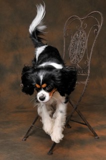 Cavalier King Charles Spaniel