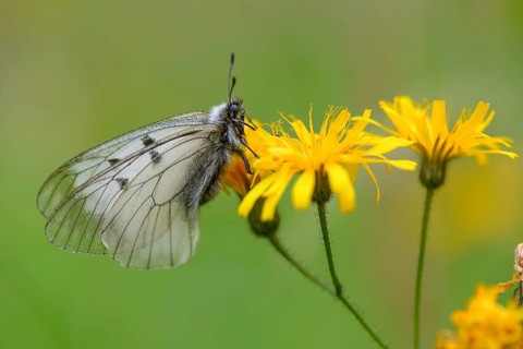 Male Black Apollo