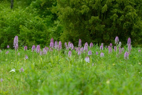 Northern marsh-orchid