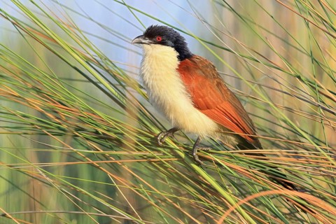 Angola Monk Cuckoo