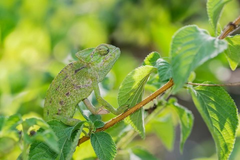 Mediterranean chameleon