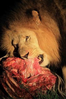 African lion